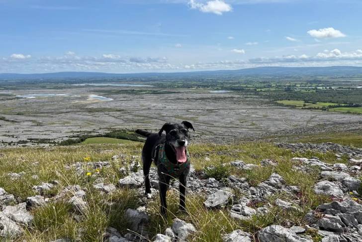 Un Patterdale Terrier ayant la langue pendante et portant un harnais 