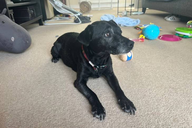 Un Patterdale Terrier allongé sur une moquette et portant un collier autour du cou