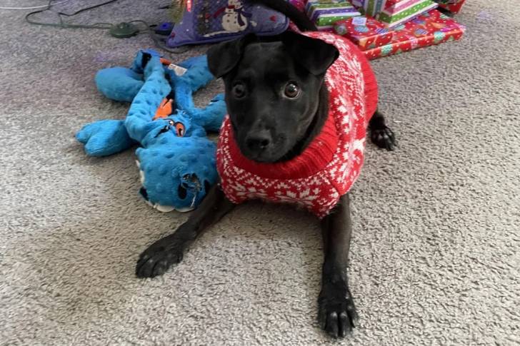 Un Patterdale Terrier allongé sur une moquette et portant un habit pour chien 