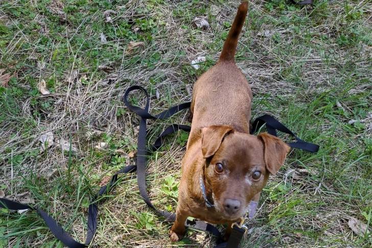 Un Patterdale Terrier sur une surface herbacée et qui est tenu en laisse 