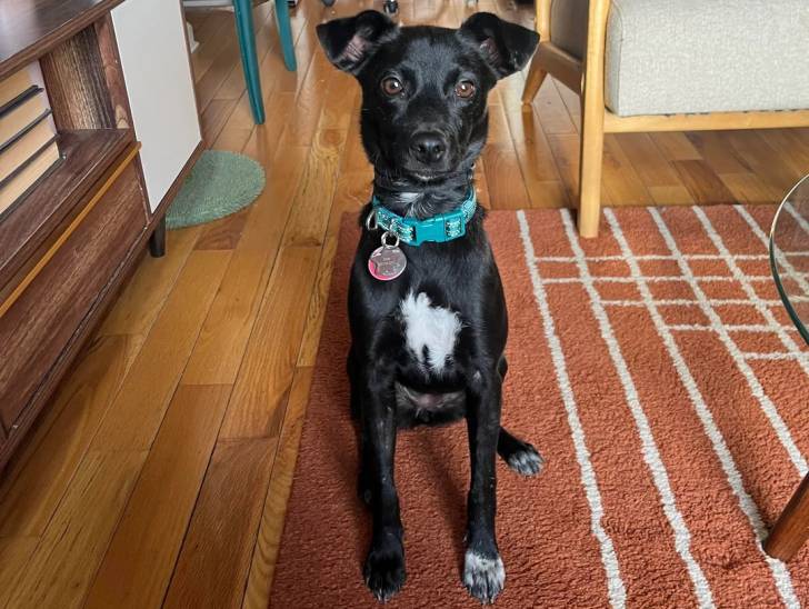 Un Patterdale Terrier assis sur un tapis et portant un collier autour du cou