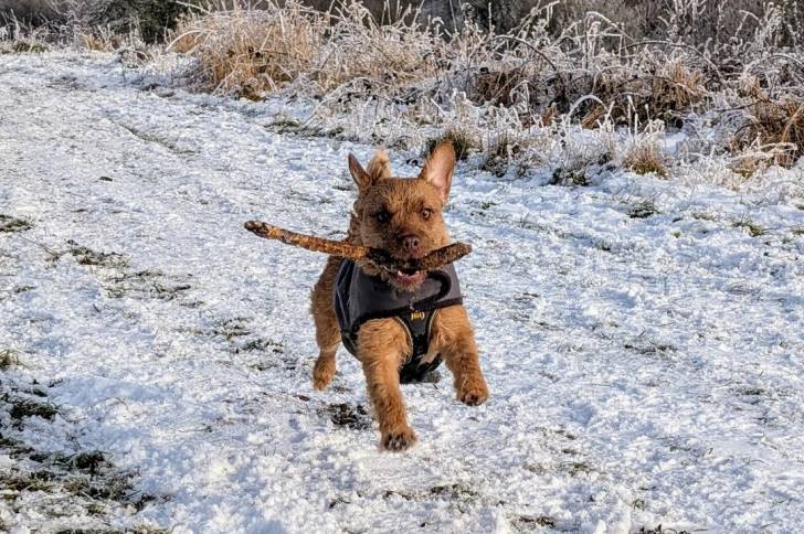 Un Patterdale Terrier courant sur une surface enneigée et portant un harnais 