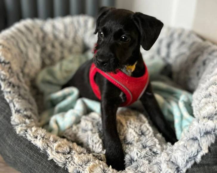 Un Patterdale Terrier dans un panier et portant un harnais 