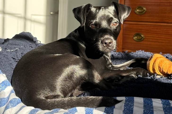 Un Patterdale Terrier allongé sur un lit et regardant vers la caméra 