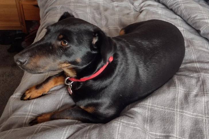 Un Patterdale Terrier allongé sur un lit et portant un collier autour du cou