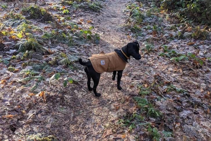 Un Patterdale Terrier sur un sol jonchés de feuilles mortes et portant un habit pour chien 