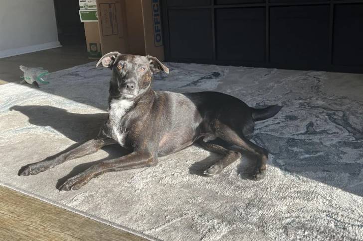 Un Patterdale Terrier allongé sur un tapis et semblant détendu 