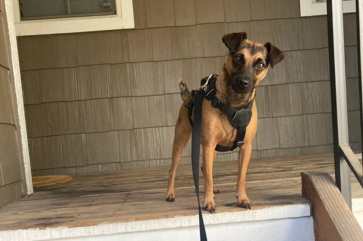 Un Patterdale Terrier regardant vers la caméra et qui est tenu en laisse