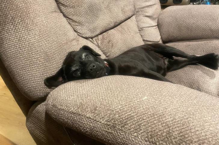 Un Patterdale Terrier allongé sur un canapé et portant un collier autour du cou 