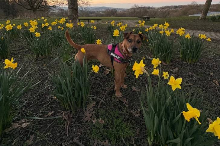 Un Patterdale Terrier sur un terrain herbeux et portant un harnais 