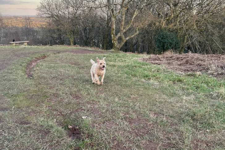 Un Patterdale Terrier marchant sur une surface herbacée 