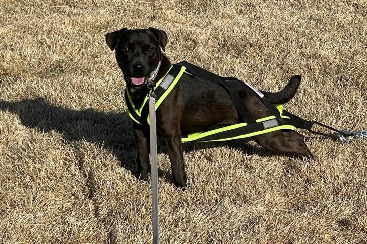 Un Patterdale Terrier tirant la langue et qui est tenu en laisse 