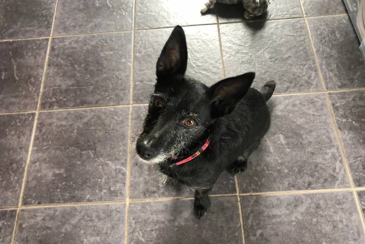 Un Patterdale Terrier assis sur un sol carrelé et portant un collier autour du cou