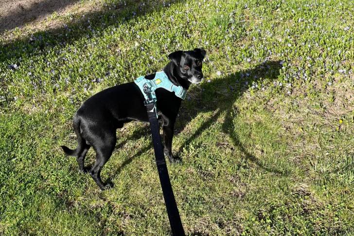 Un Patterdale Terrier sur un terrain herbeux et qui est tenu en laisse 