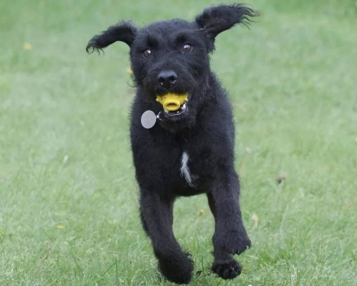 Un Patterdale Terrier courant sur une surface gazonnée et portant un collier autour du cou