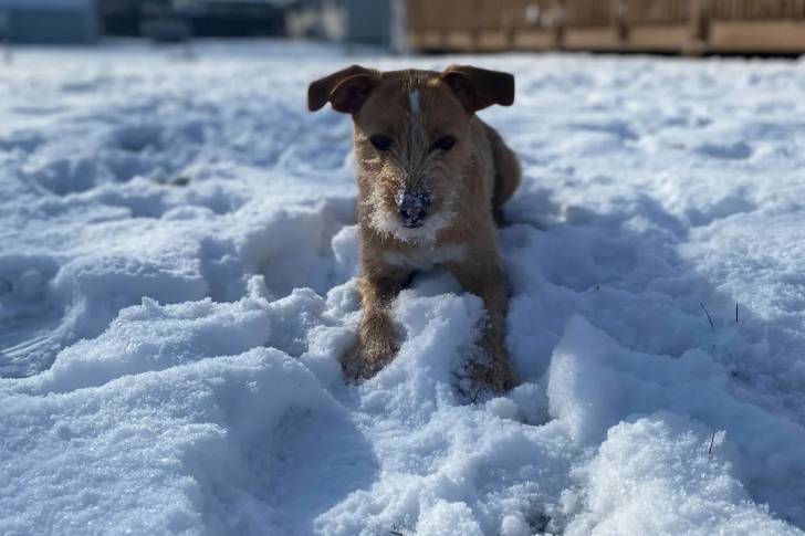 Un Patterdale Terrier allongé sur une surface enneigée et regardant vers la caméra 