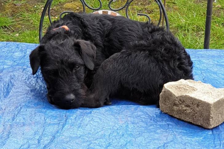 Un Patterdale Terrier allongé sur une table et regardant vers la caméra 