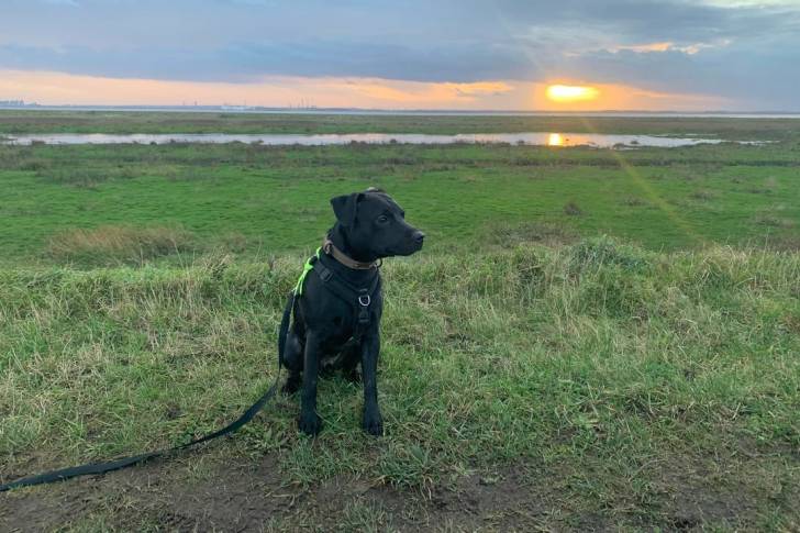 Un Patterdale Terrier assis sur un terrain herbeux et qui est tenu en laisse 