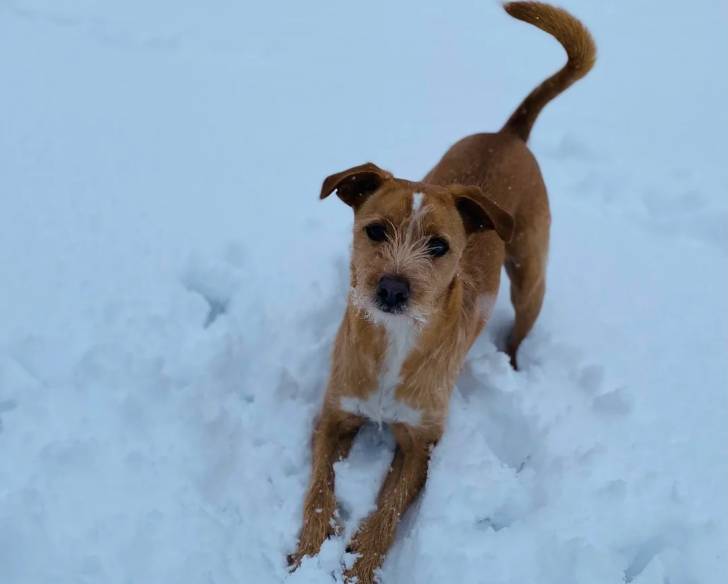 Un Patterdale Terrier sur une surface enneigée 