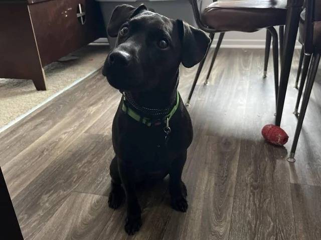 Un Patterdale Terrier assis sur un plancher et portant un collier autour du cou
