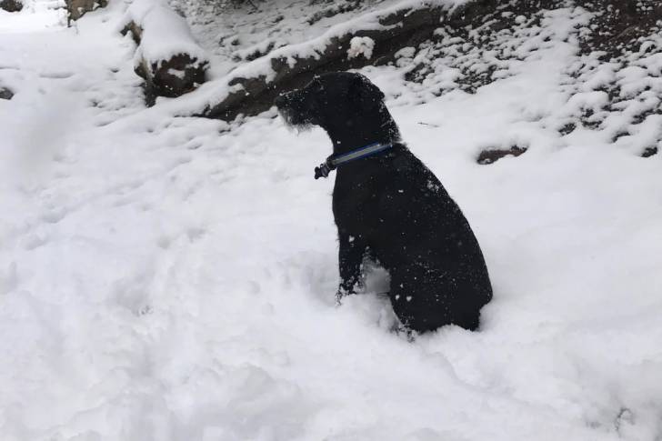Un Patterdale Terrier assis sur une surface enneigée et portant un collier autour du cou