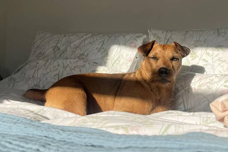 Un Patterdale Terrier allongé sur un lit et semblant détendu