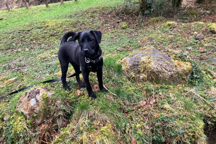 Un Patterdale Terrier sur une surface herbacée et qui est tenu en laisse 