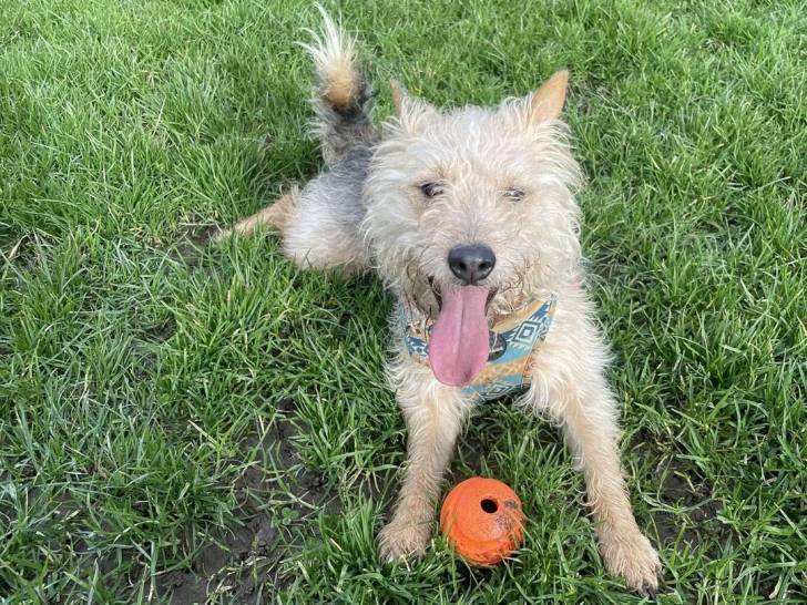 Un Patterdale Terrier allongé sur une surface gazonnée et ayant la langue pendante 
