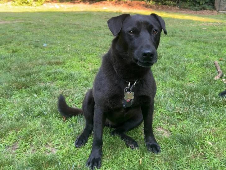 Un Patterdale Terrier assis sur une surface gazonnée et portant un collier autour du cou