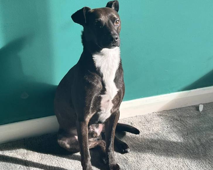 Un Patterdale Terrier assis sur une moquette et semblant détendu