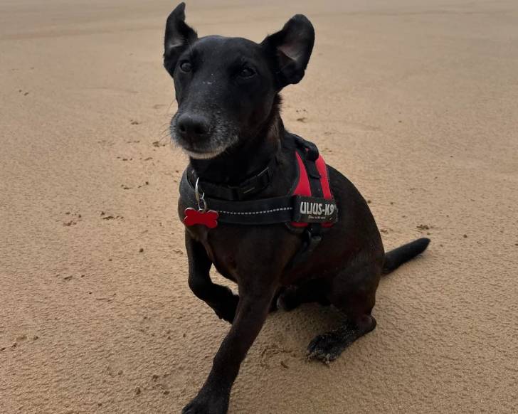 Un Patterdale Terrier assis sur une surface sableuse et portant un harnais 