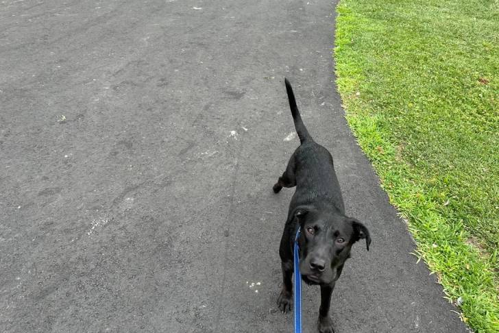 Un Patterdale Terrier sur une surface bitumée et qui est tenu en laisse 