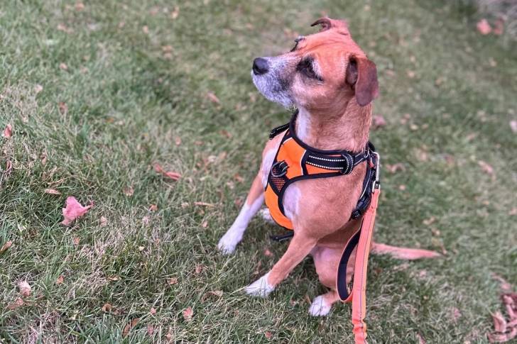 Un Patterdale Terrier assis sur une surface herbacée et qui est tenu en laisse 