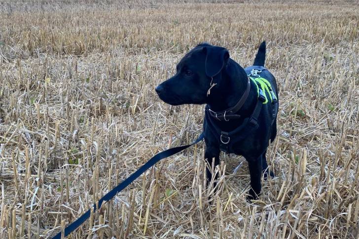 Un Patterdale Terrier sur une surface herbacée et qui est tenu en laisse 