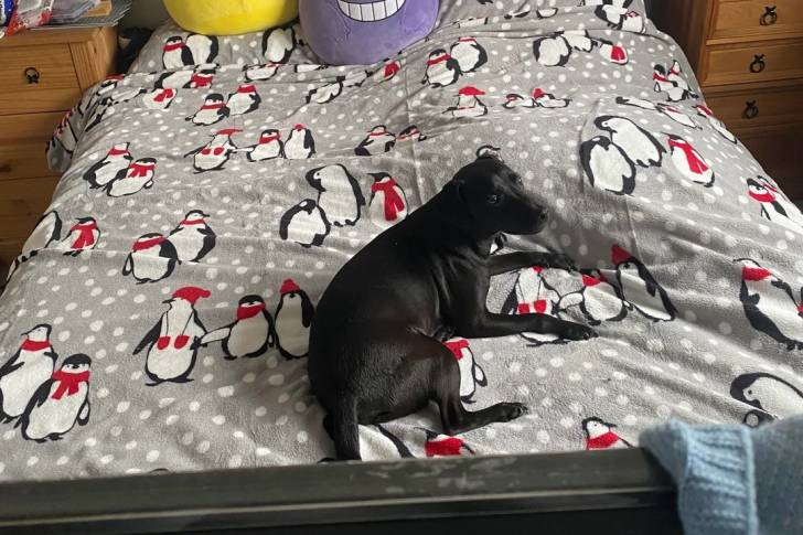 Un Patterdale Terrier allongé sur un lit et semblant détendu