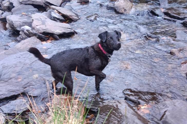 Un Patterdale Terrier dans l'eau et portant un collier autour du cou