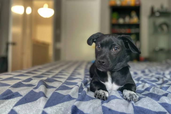 Un Patterdale Terrier allongé sur un lit et portant un collier autour du cou