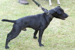 Photo Patterdale Terrier