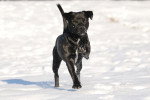 Photo Patterdale Terrier