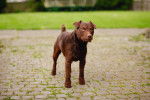 Photo Patterdale Terrier