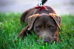 Photo Patterdale Terrier