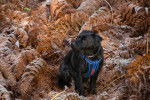 Photo Patterdale Terrier