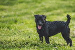 Photo Patterdale Terrier