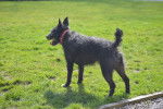 Photo Patterdale Terrier