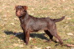 Photo Patterdale Terrier