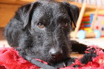 Photo Patterdale Terrier