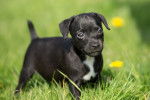 Photo Patterdale Terrier