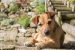 Photo Patterdale Terrier