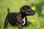 Photo Patterdale Terrier