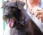 Photo Patterdale Terrier